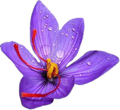 شریک تجاری ساقه چین - سازمان تجارت