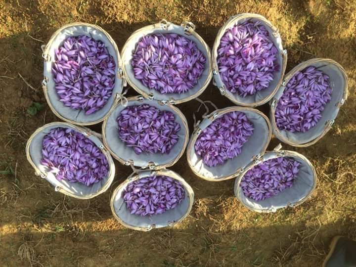 تصویر مزرعه مزارع کشت زعفران استان خراسان جنوبی - تولید کننده بهترین زعفران ایران - ساقه چین