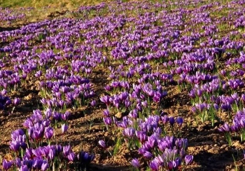 تصویر مزرعه مزارع کشت زعفران استان خراسان جنوبی - تولید کننده بهترین زعفران ایران - ساقه چین